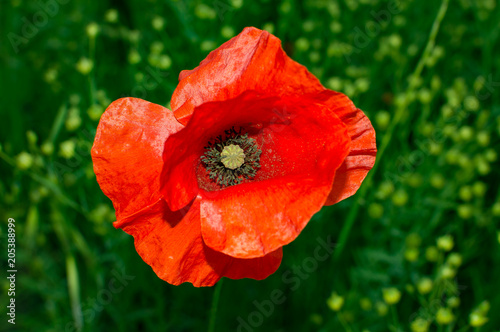 Wallpaper Mural red poppy close up Torontodigital.ca
