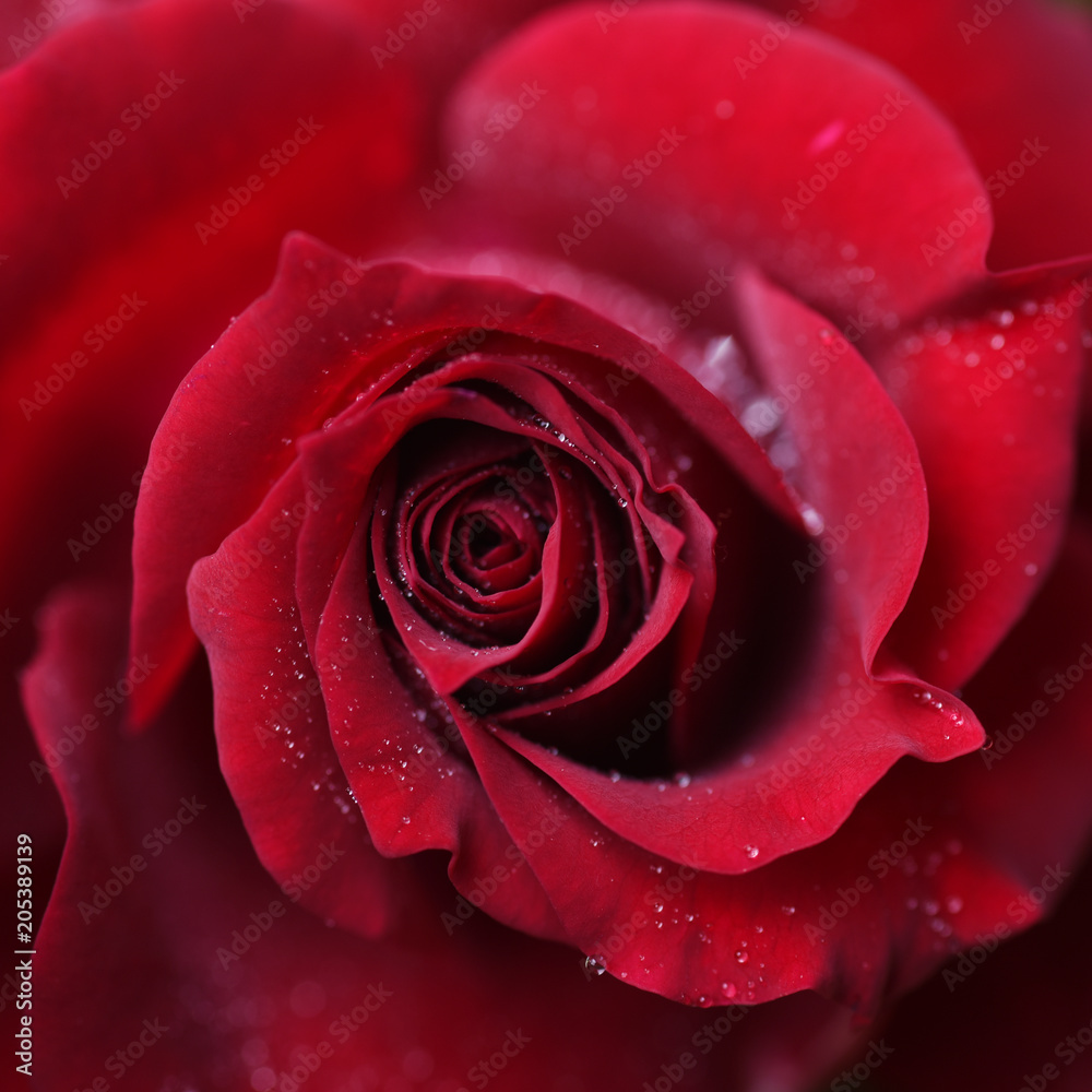 Close-up of fresh red rose