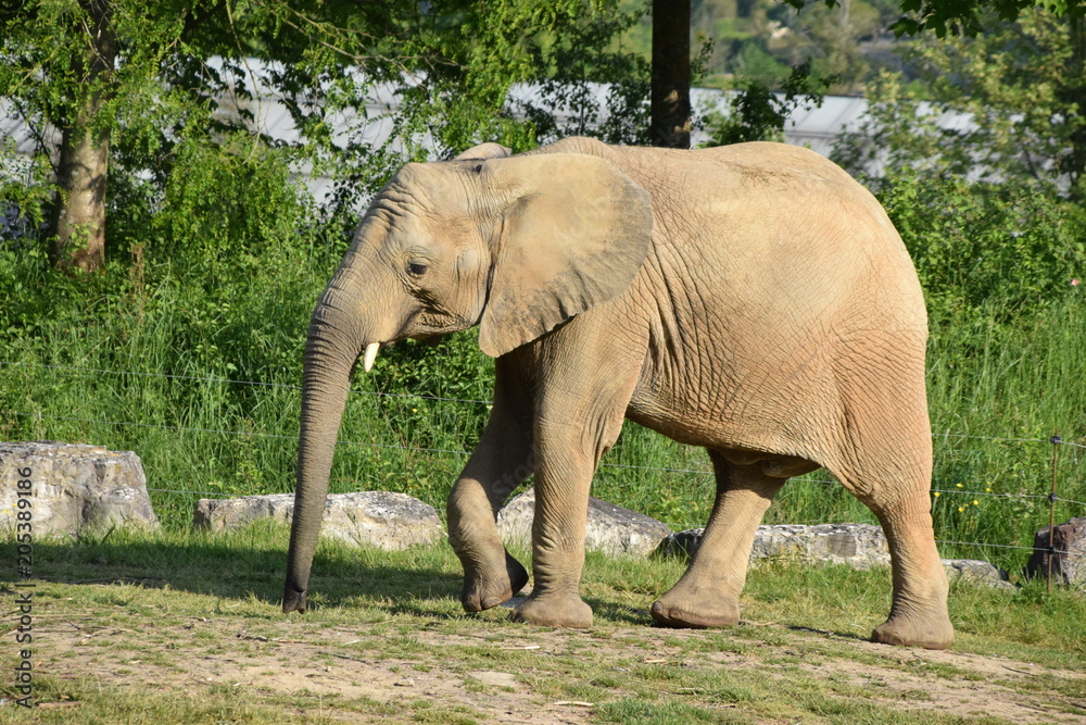 Fototapeta premium Eléphants ZooParc de Beauval