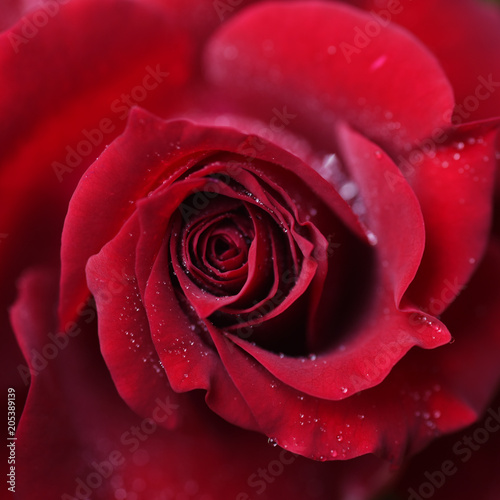 Fototapeta Naklejka Na Ścianę i Meble -  Close-up of fresh red rose