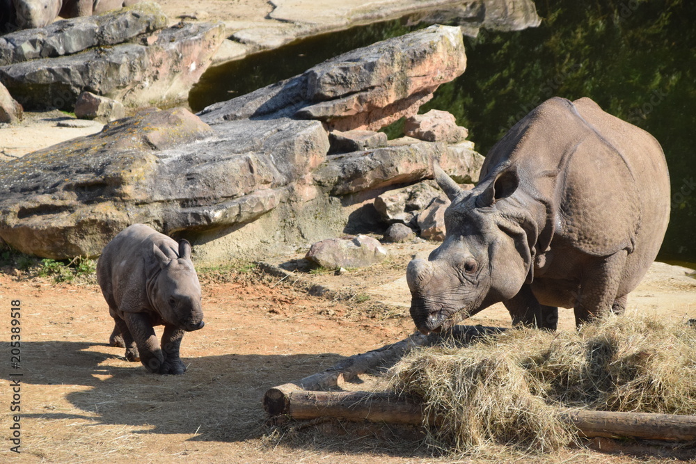 Rhinocéros indien ZooParc de Beauval Rhinocéros indien ZooParc de Beauval