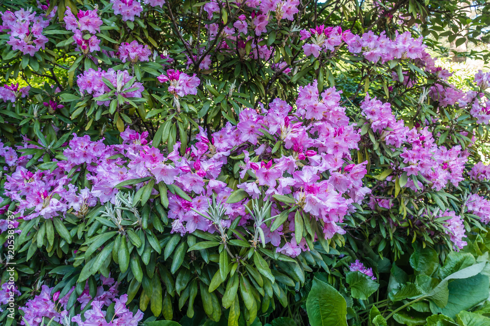 Pink Rhododendron Background