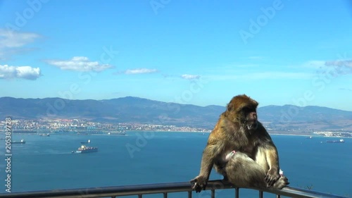Monkey Changing Position and Grooming on Balcony