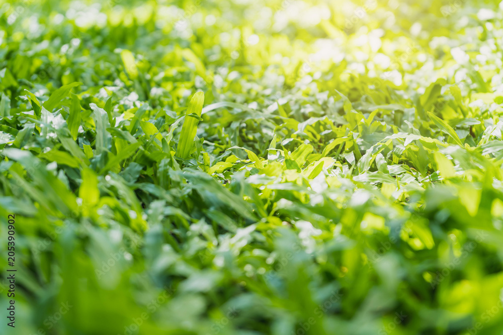 Spring grass background.Green meadow grass field . Spring grass background.Green meadow grass field .