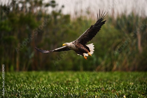 White tailed eagle