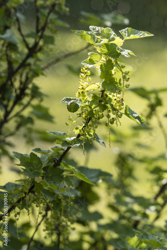 Green balls of redcurrant fruit with green leaves.