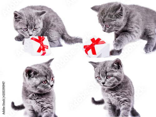Scottish Straight kitten with gift box. collection of funny playful cat kitten isolated on white background. set of cute pet