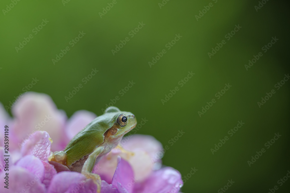 Obraz premium 明日をみつめる