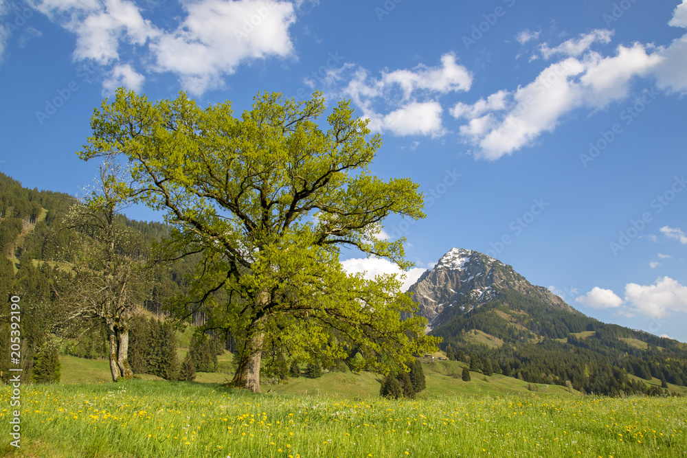 Allgäu - Frühling - Baum - Oberstdorf - Rubihorn Allgäu - Frühling - Baum - Oberstdorf - Rubihorn