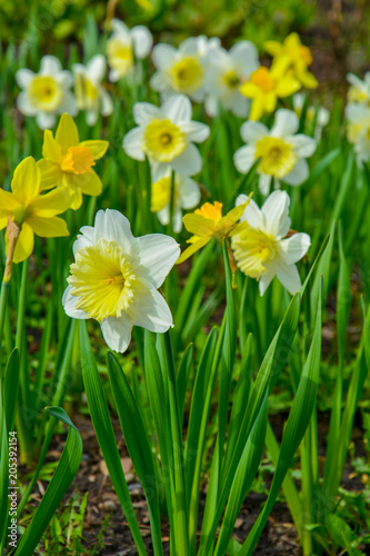 Yellow and white daffodils on a flowerbed in the park