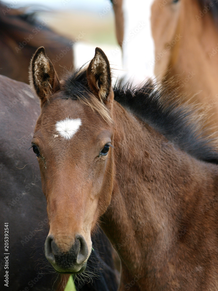 Fototapeta premium Foal Headshot