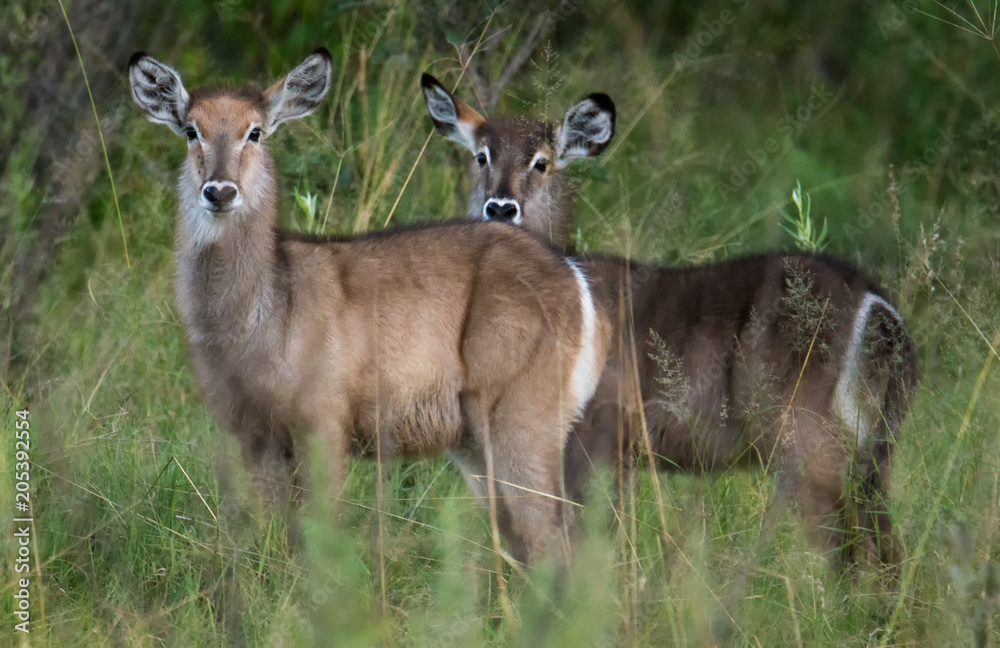 Fototapeta premium Waterbuck caves