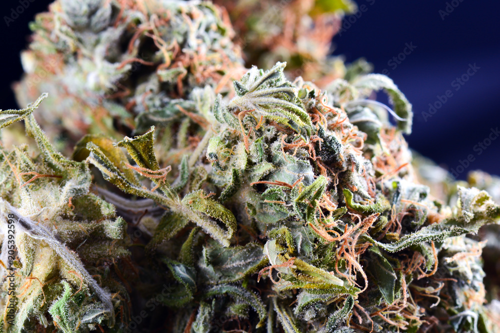 big bud cannabis drug, close-up, medical marijuana, weed high resolution big bud cannabis drug, close-up, medical marijuana, weed high resolution