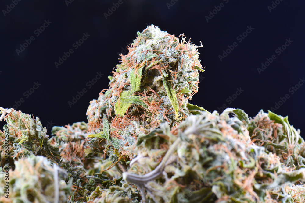 big bud cannabis drug, close-up, medical marijuana, weed high resolution big bud cannabis drug, close-up, medical marijuana, weed high resolution