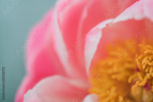 Fototapeta Naklejka Na Ścianę i Meble -  Macro photograph of a top partial view of a peony. 