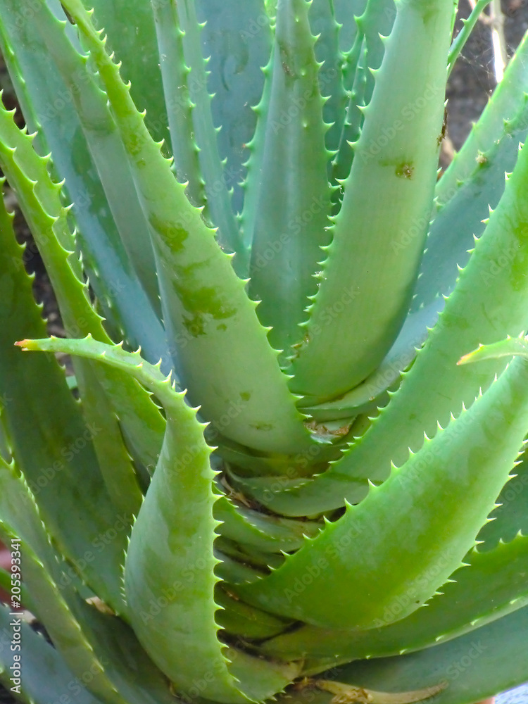 ALOE VERA