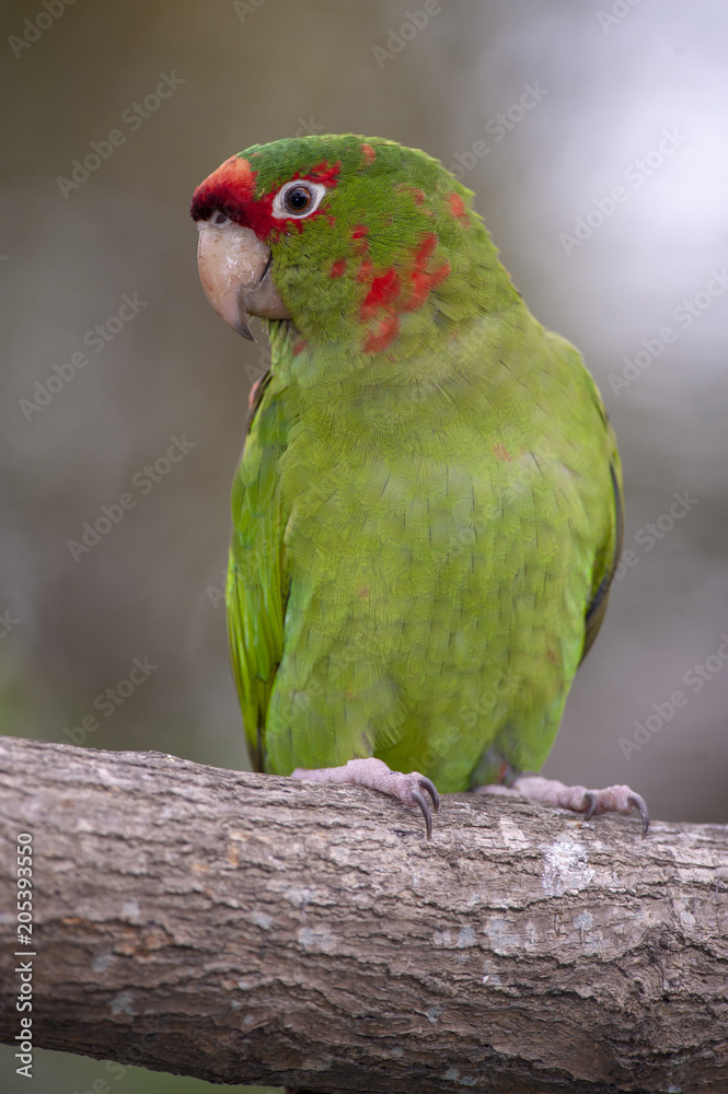 Red-fronted Macaw (Ara rubrogenys)