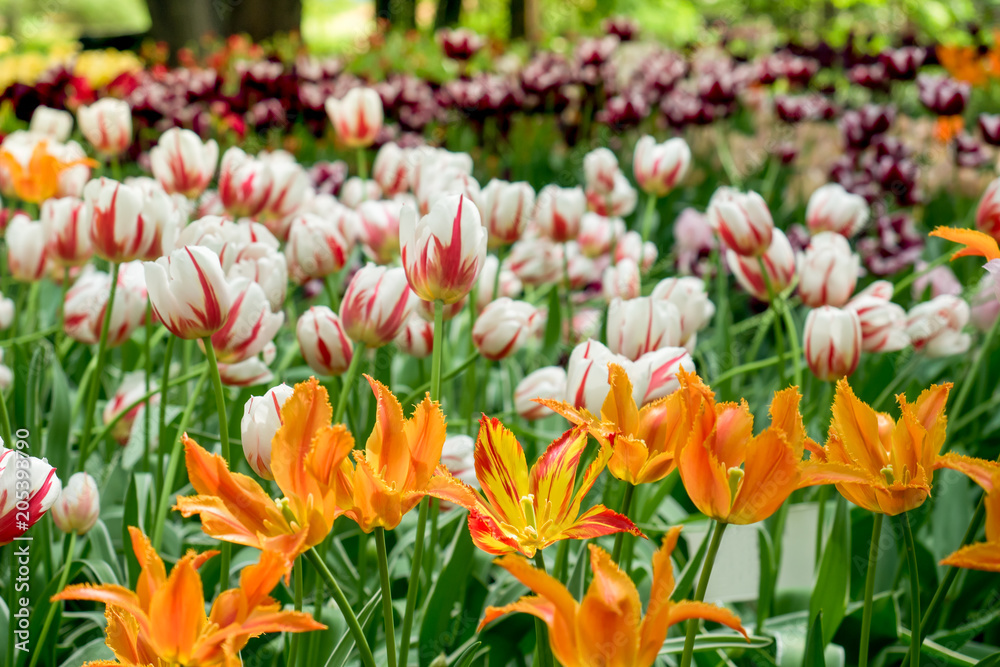 Colorful tulips flowers blooming in a garden Colorful tulips flowers blooming in a garden