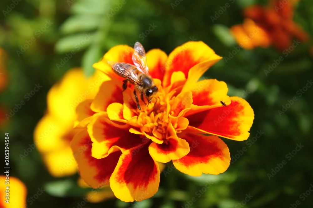 flower flower