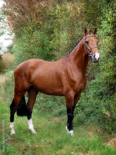 Beautiful Standing Horse
