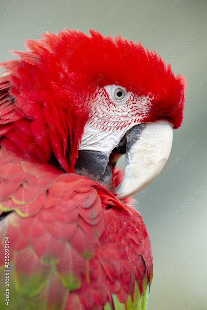 Fototapeta premium Red Macaw isolated from background