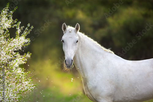 Fototapeta Naklejka Na Ścianę i Meble -  White stallion in spring blossom tree