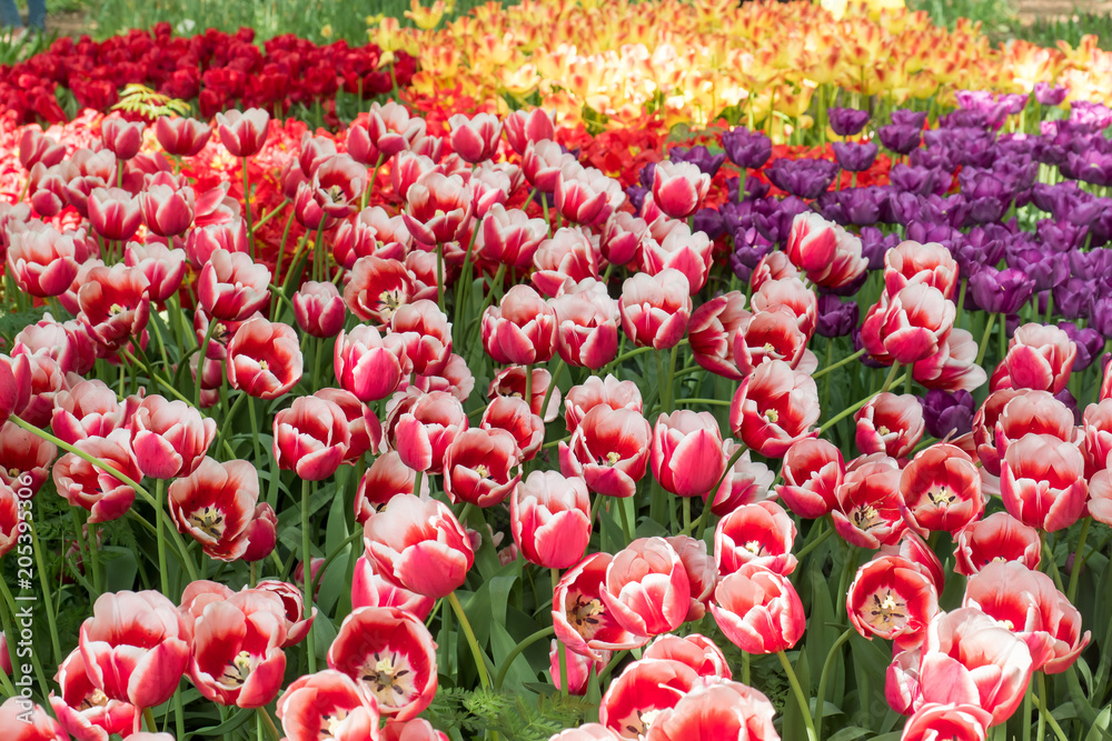 colorful tulips flowers blooming in a garden colorful tulips flowers blooming in a garden