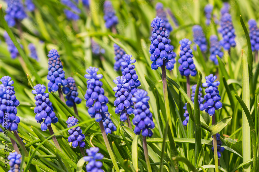 Muscari in the spring garden Muscari in the spring garden
