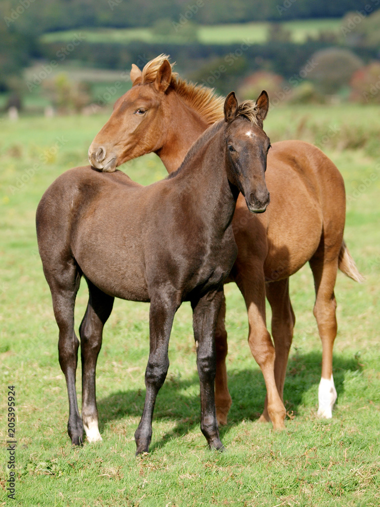 Two Pretty Foals Two Pretty Foals