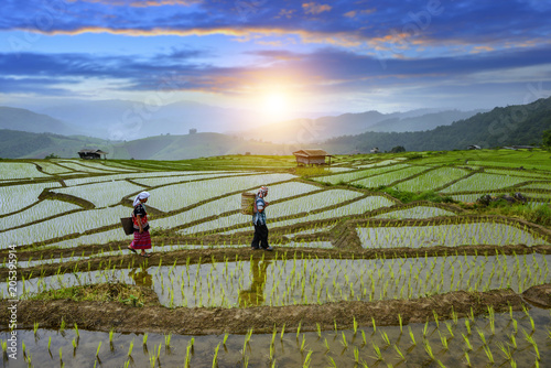 Pa-pong-peang rice terrace north Thailand photo