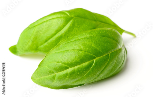 fresh herb, fresh basil leaves isolated on white