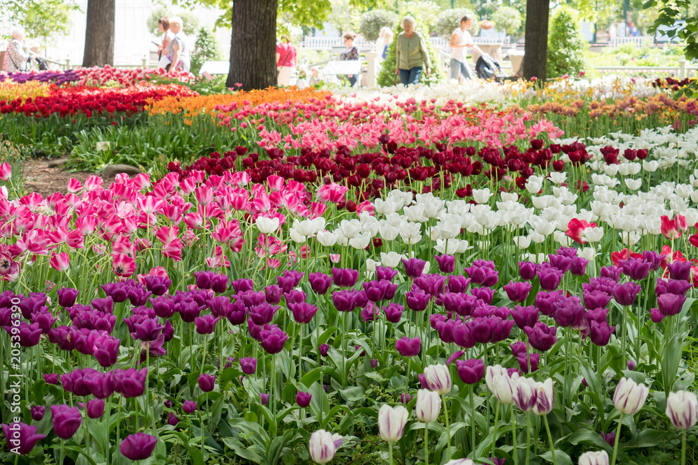 Colorful tulips flowers blooming in a garden Colorful tulips flowers blooming in a garden
