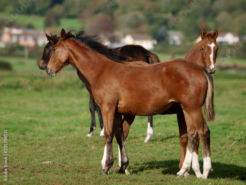 Three Pretty Foals