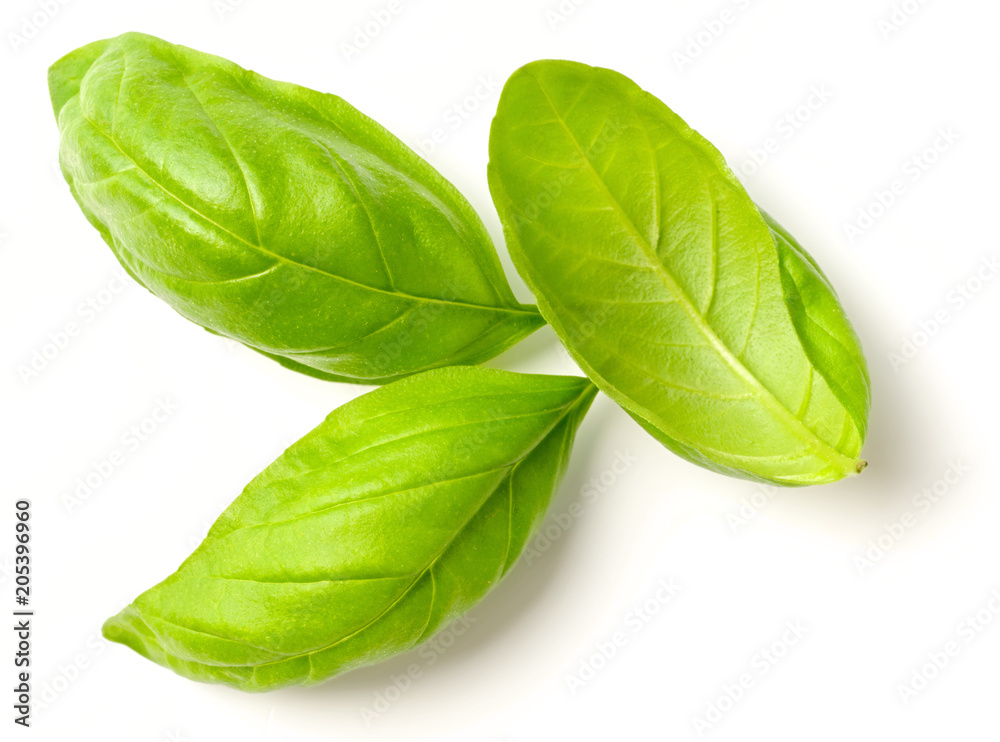 fresh herb, fresh basil leaves isolated on white fresh herb, fresh basil leaves isolated on white