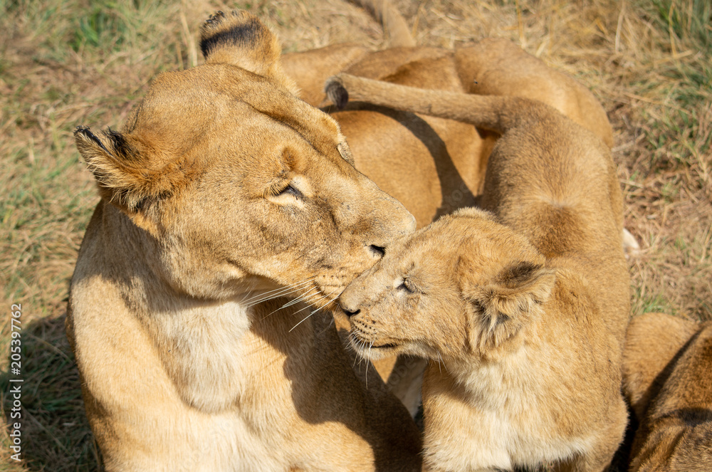 Fototapeta premium Lioness and cub
