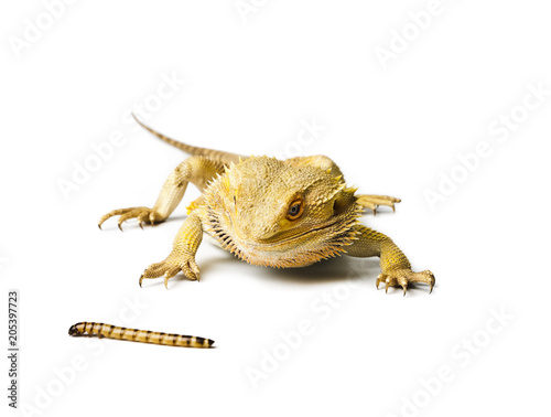 Agama. Bearded dragon and worm isolated on white background.