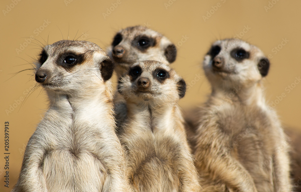 Meerkats Meerkats
