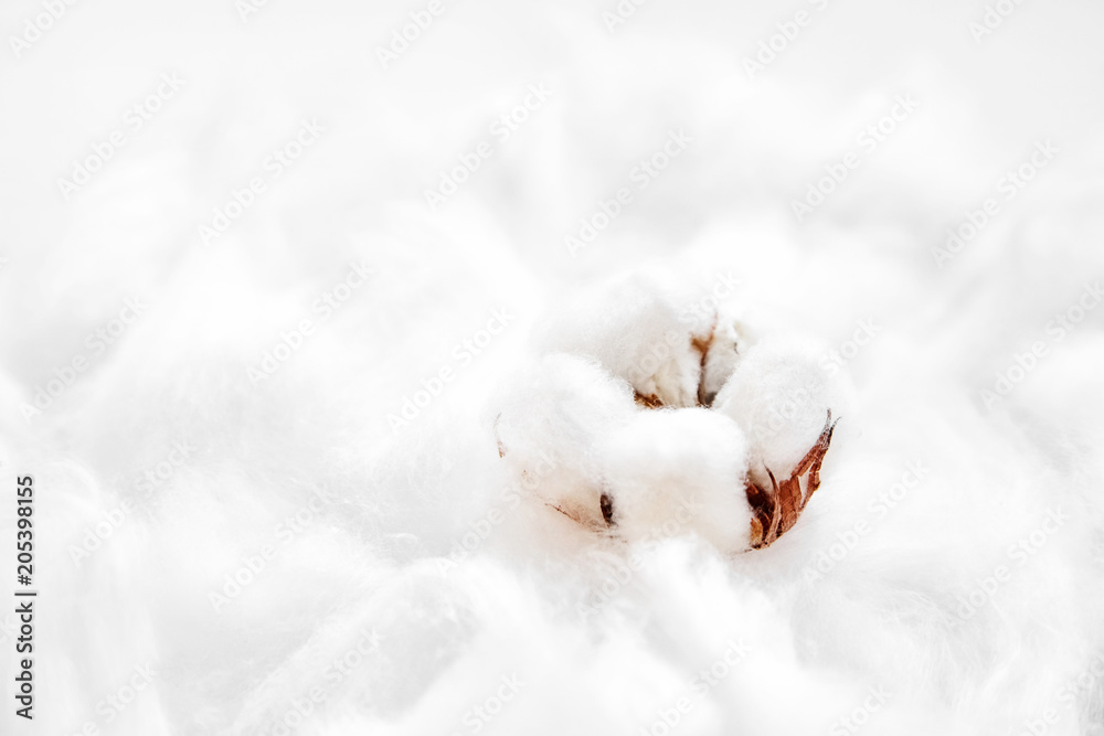 Naklejka premium Fluffy white cotton flower