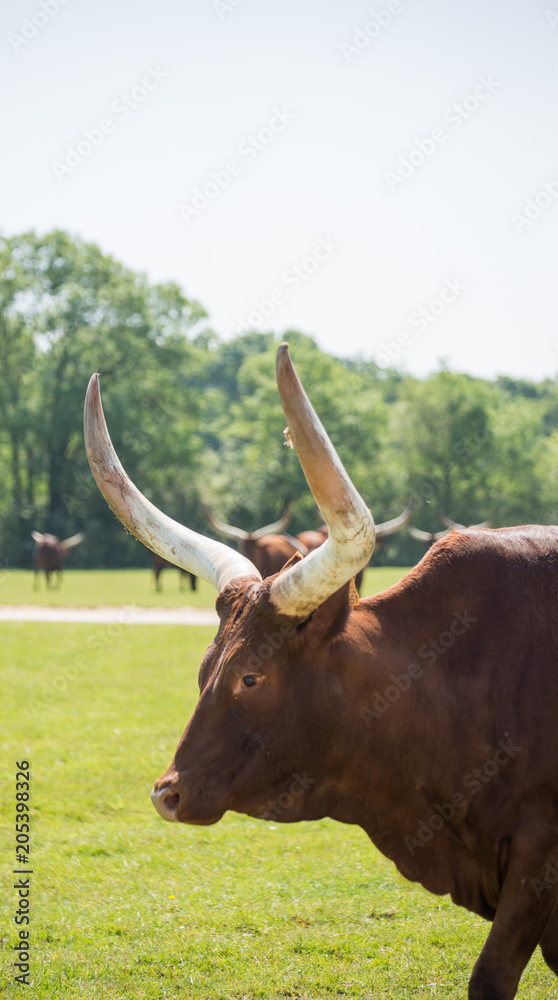 Boeuf Watussi Planète Sauvage Nantes France Boeuf Watussi Planète Sauvage Nantes France
