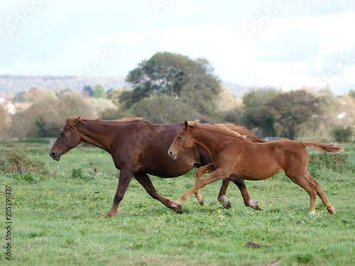 Running Mare and Foal
