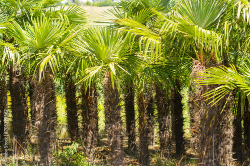 palmiye ağaçları