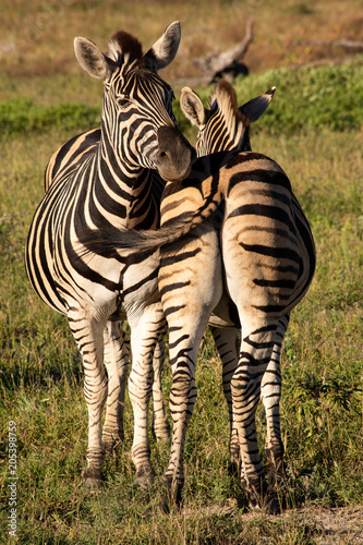 Zebra friends