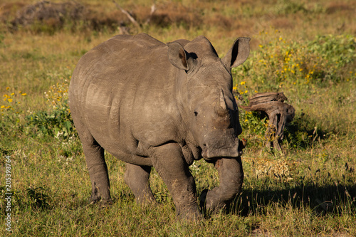Rhino © Hislightrq