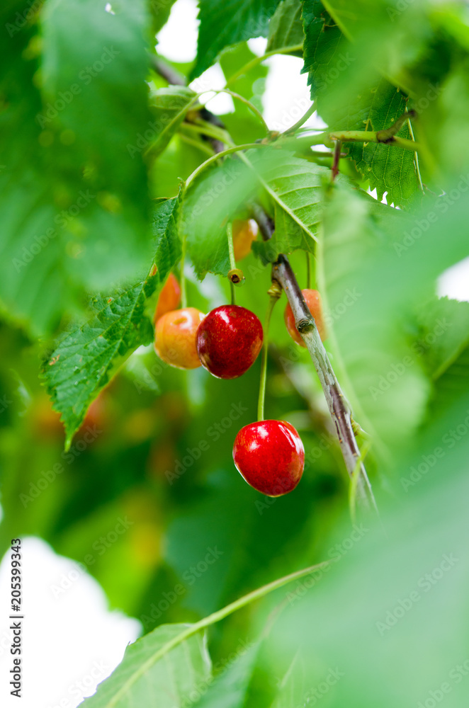 Cherries ripening on a tree