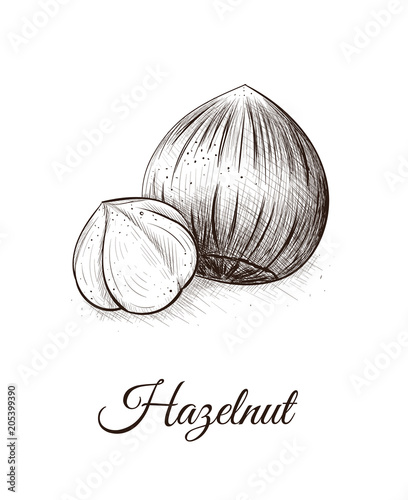 Hazelnut sketch illustration