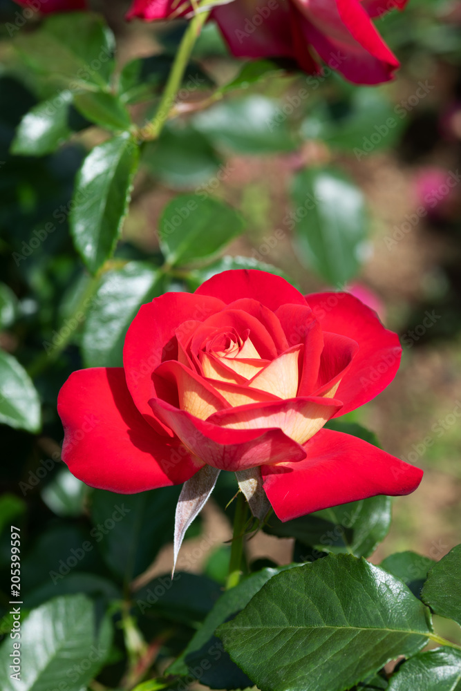 赤と白のばら「希望」の花のアップ