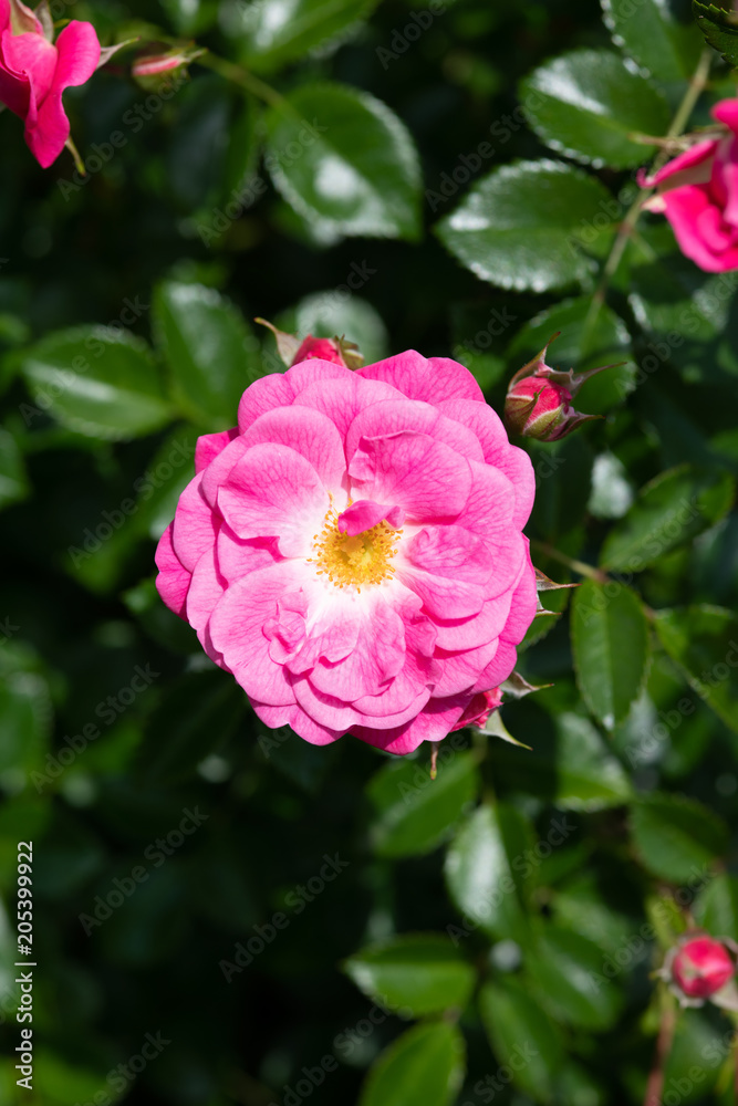 ピンク色のばら「パルメンガルテンフランクフルト」の花のアップ
