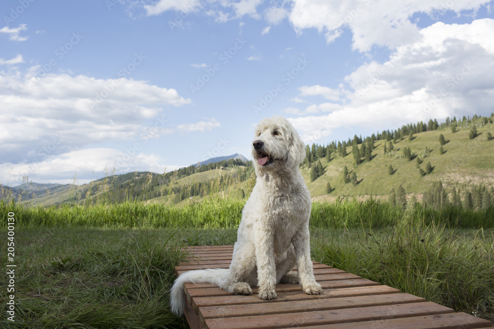A fluffy white labradoodle dog sitting on a dock in the mountains during the summer