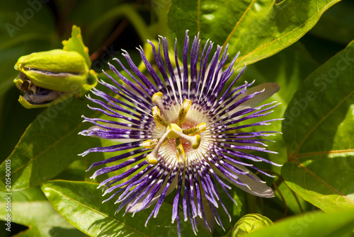 Passiflora incarnata, commonly purple passionflower is a fast growing perennial vine. Known as Krishna Kamal in India. photo