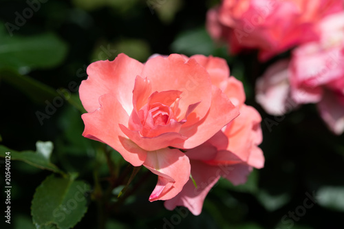 ピンク色のばら「ジャルダンドゥフランス」の花のアップ